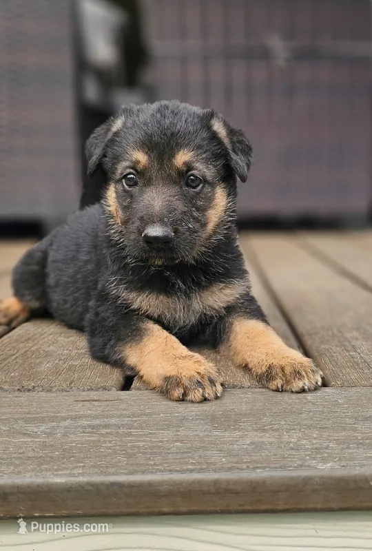Hummer – German Shepherd Dog puppy for sale in Spokane, WA