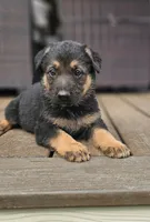Hummer, a male German Shepherd Dog for sale in Spokane, WA – 1 of 4