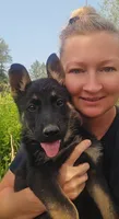 Hummer, a male German Shepherd Dog for sale in Spokane, WA – 3 of 8