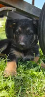 Lisa, a female German Shepherd Dog for sale in Spokane, WA – 3 of 3
