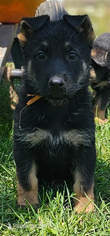 Hummer – German Shepherd Dog puppy for sale in Spokane, WA