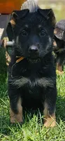 Hummer, a male German Shepherd Dog for sale in Spokane, WA – 1 of 8