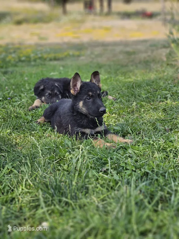 Hummer – German Shepherd Dog puppy for sale in Spokane, WA