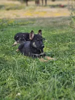 Hummer, a male German Shepherd Dog for sale in Spokane, WA – 4 of 8