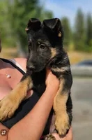 Hummer, a male German Shepherd Dog for sale in Spokane, WA – 6 of 8