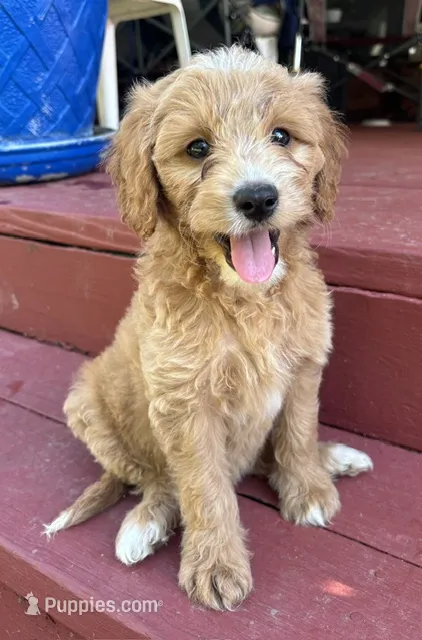 Rex – Miniature Goldendoodle puppy for sale in Milford, OH