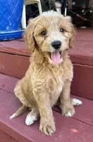 Rex, a male Miniature Goldendoodle for sale in Milford, OH – 1 of 3
