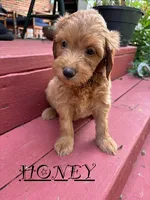 Honey, a female Miniature Goldendoodle for sale in Milford, OH – 2 of 2
