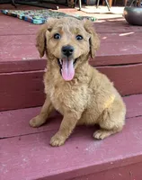 Bella, a female Miniature Goldendoodle for sale in Milford, OH – 1 of 2