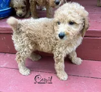 Comet, a male Miniature Goldendoodle for sale in Milford, OH – 2 of 2