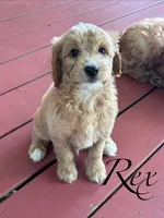 Rex, a male Miniature Goldendoodle for sale in Milford, OH – 2 of 3