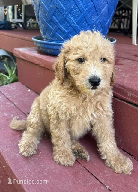 Comet – Miniature Goldendoodle puppy for sale in Milford, OH