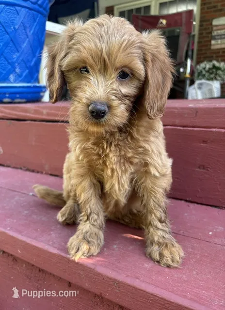 Honey – Miniature Goldendoodle puppy for sale in Milford, OH