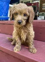 Honey, a female Miniature Goldendoodle for sale in Milford, OH – 1 of 2