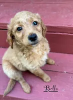 Bella, a female Miniature Goldendoodle for sale in Milford, OH – 2 of 2