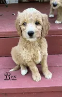 Rex, a male Miniature Goldendoodle for sale in Milford, OH – 3 of 3