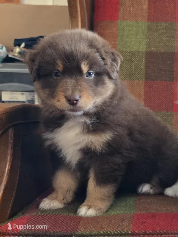 Reba Mcentire – Australian Shepherd puppy for sale in Starke, FL