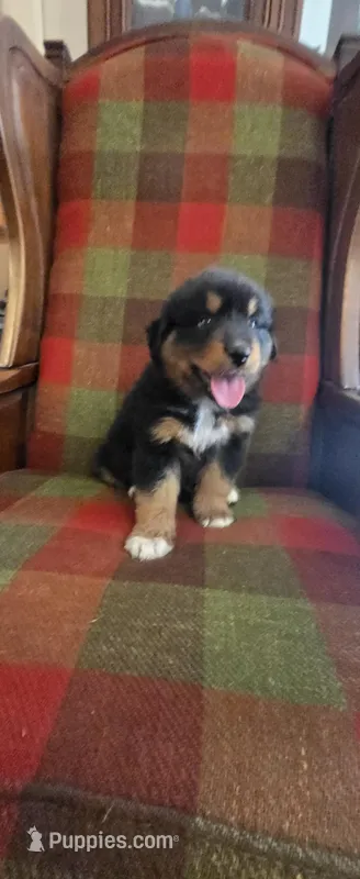 Toby Keith – Australian Shepherd puppy for sale in Starke, FL