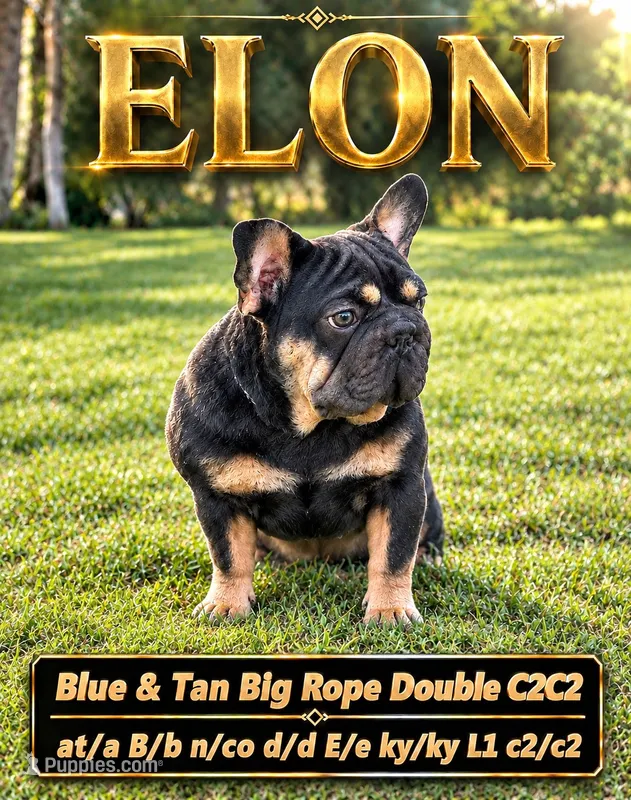 ELON STUD   – French Bulldog puppy for sale in Dallas, TX