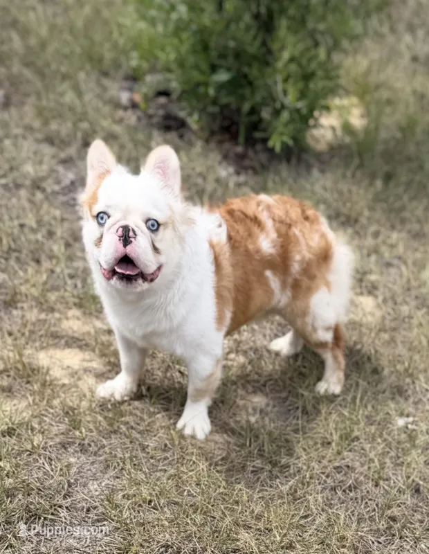 KoiLee  – French Bulldog puppy for sale in Florida City, FL