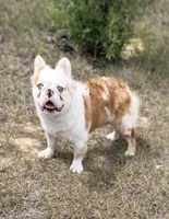 KoiLee , a male French Bulldog for sale in Florida City, FL – Photo 1 of 4