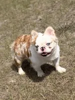 KoiLee , a male French Bulldog for sale in Florida City, FL – Photo 2 of 4