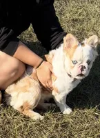 KoiLee , a male French Bulldog for sale in Florida City, FL – Photo 4 of 4