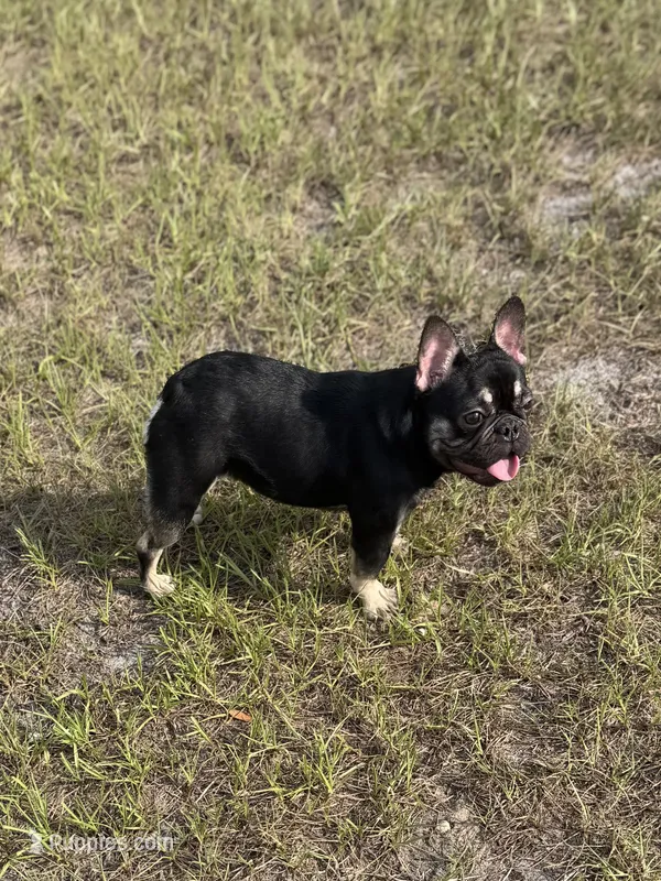 Nany – French Bulldog puppy for sale in Nashville, TN