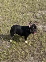 Nany, a female French Bulldog for sale in Nashville, TN – 1 of 5