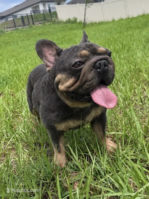 ElLON  – French Bulldog puppy for sale in Oklahoma City, OK