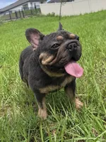 ElLON , a male French Bulldog for sale in Oklahoma City, OK – 1 of 2