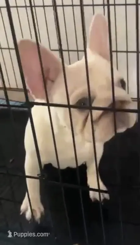 Lucy  – French Bulldog puppy for sale in Atlanta, GA
