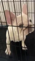 Lucy , a female French Bulldog for sale in Oklahoma City, OK – 1 of 2