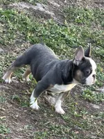 John Wick , a male French Bulldog for sale in Orlando, FL – Photo 3 of 3