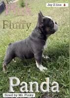 John Wick , a male French Bulldog for sale in Orlando, FL – Photo 2 of 3