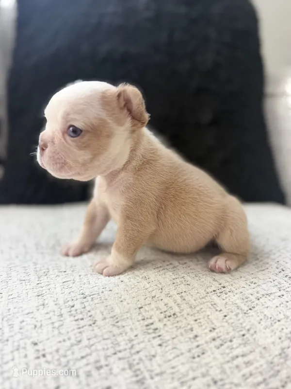 Female Husky  – French Bulldog puppy for sale in Dallas, TX