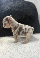 Mía , a female French Bulldog for sale in Dallas, TX – 5 of 5