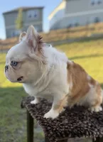 KoiLee , a male French Bulldog for sale in Orlando, FL – 1 of 3