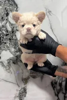 Azura , a female French Bulldog for sale in Oklahoma City, OK – 2 of 3