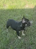 Nany, a female French Bulldog for sale in Jacksonville, FL – 2 of 6