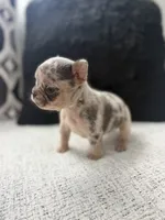 Mía , a female French Bulldog for sale in Dallas, TX – 2 of 5