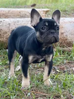 Nany, a female French Bulldog for sale in Orlando, FL – Photo 4 of 5
