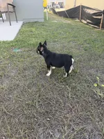 Nany, a female French Bulldog for sale in Orlando, FL – Photo 5 of 5