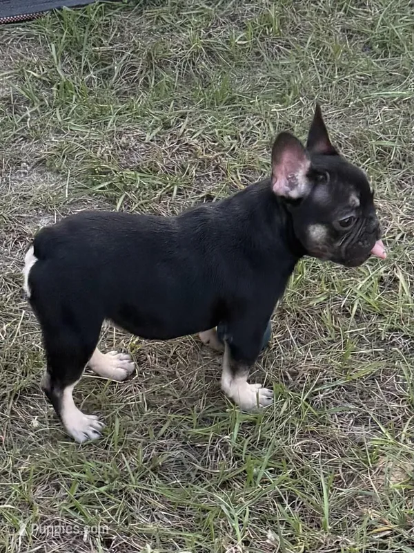 Nany – French Bulldog puppy for sale in Orlando, FL