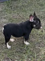 Nany, a female French Bulldog for sale in Orlando, FL – Photo 1 of 5