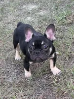 Nany, a female French Bulldog for sale in Orlando, FL – Photo 3 of 5