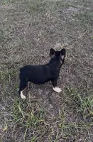 Nany, a female French Bulldog for sale in Orlando, FL – Photo 2 of 5