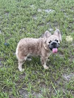 Stacy , a female French Bulldog for sale in San Antonio, TX – 1 of 4