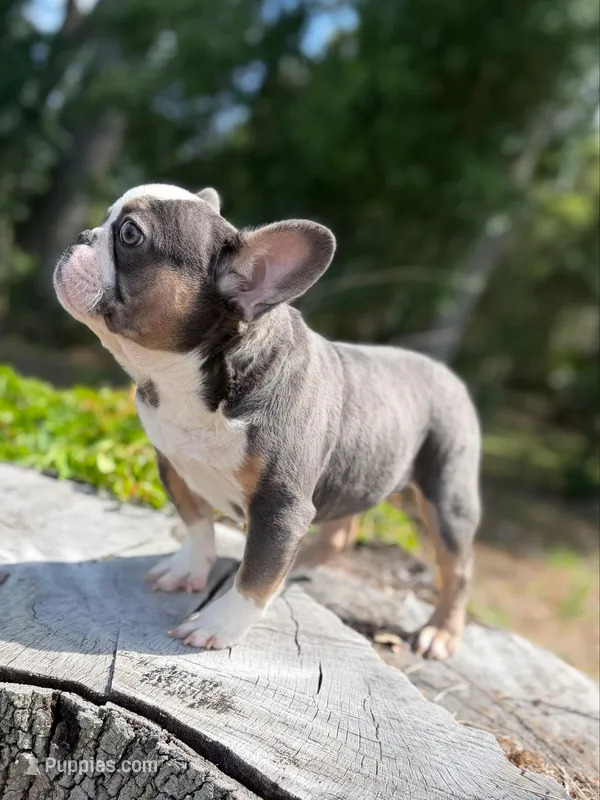 John Wick , a male French Bulldog for sale in Orlando, FL – Photo 1 of 3