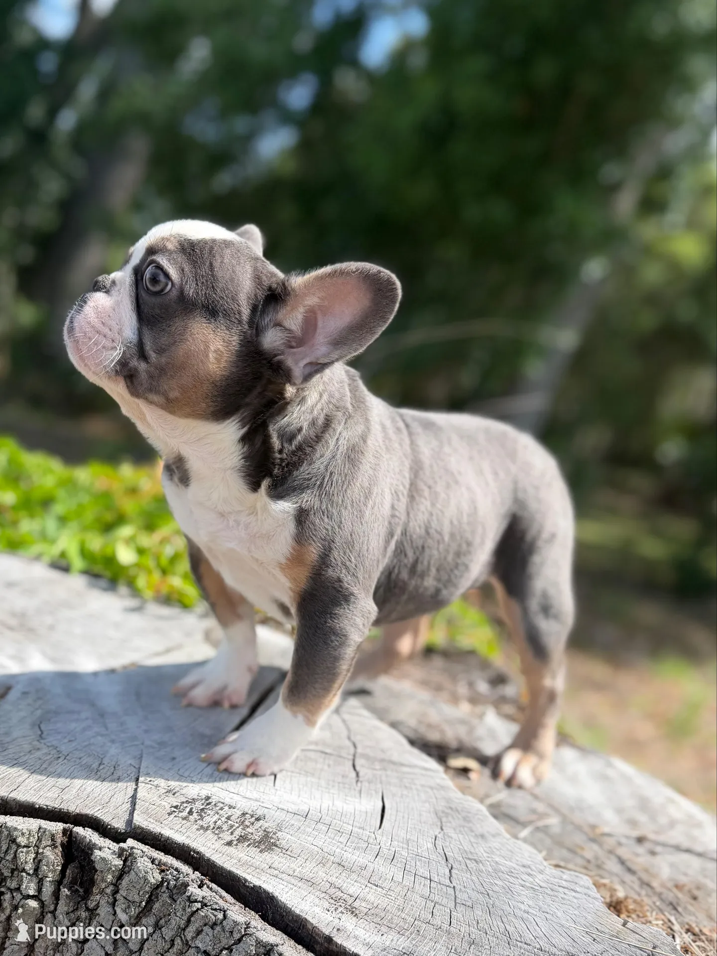 John Wick , a male French Bulldog for sale in Orlando, FL – Photo 1 of 3